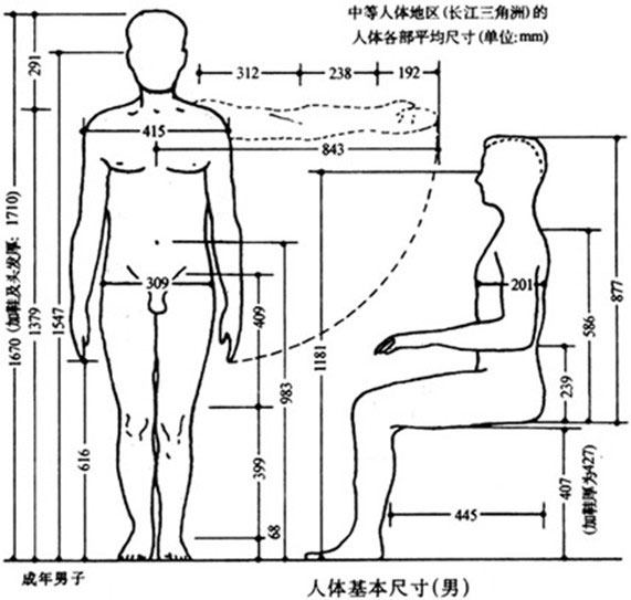 人體基本尺寸